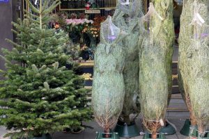 thủ tục nhập khẩu cây thông noel